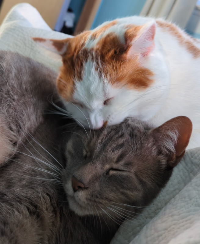kitties